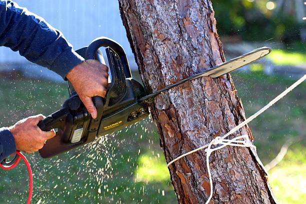 How Our Tree Care Process Works  in  Johnson City, KS