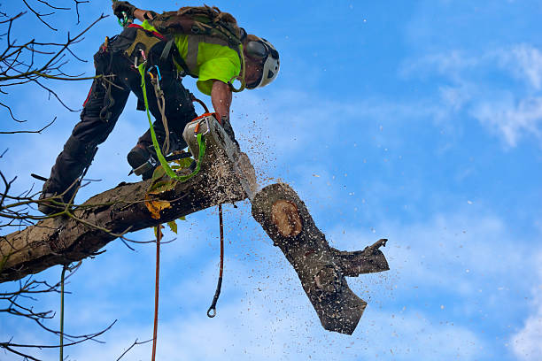 Reliable Johnson City, KS Tree Services Solutions